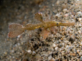 Delicate ghostpipefish