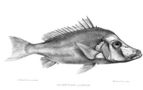 Giant boarfish