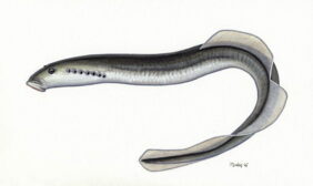 Carpathian lamprey