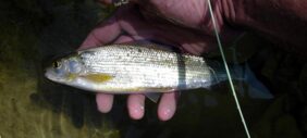 Grayling