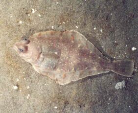 Pacific sanddab