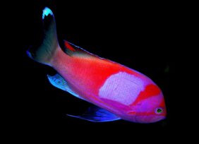 Blotched fairy basslet