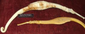 Australian spiny pipehorse