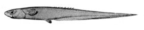 Spiny-back eel
