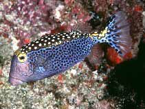 White-spotted boxfish