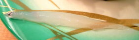 Japanese icefish