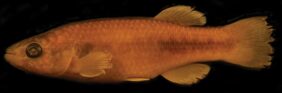 Kreiser’s Killifish