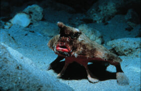 Roughback batfish