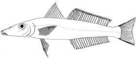 Asian sillago