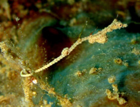 Thread pipefish