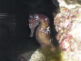 Common seahorse