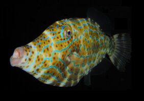 Aluterus scriptus