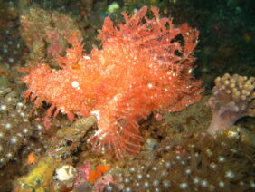 Weedy scorpionfish