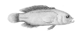Brown dottyback