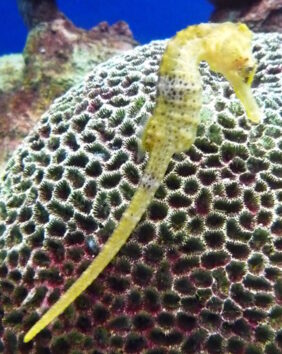 Long-snouted seahorse