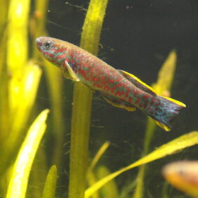 Guatemalan Killifish