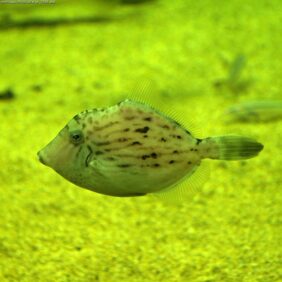 threadsail filefish