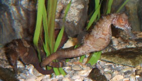 Lined seahorse