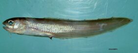 Band cusk-eel