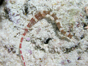 Brown-banded pipefish