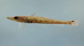 Goby Flathead