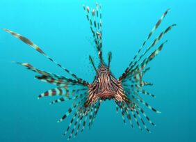 Butterfly cod