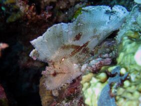 Leaf scorpionfish