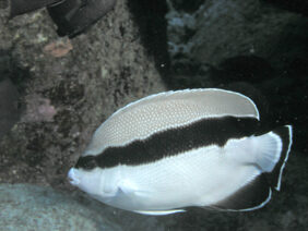banded angelfish