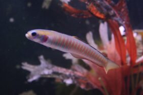 zebra goby
