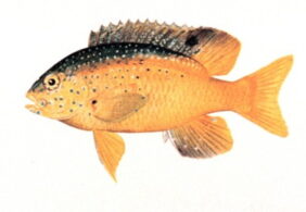 Beaugregory