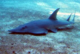 Giant guitarfish