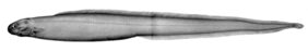 Snubnose eel
