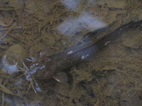 Canine catfish eel