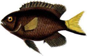 Yellowtip Damselfish