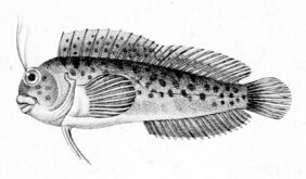 Hypleurochilus fissicornis fishing