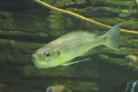 Haplotaxodon microlepis fishing