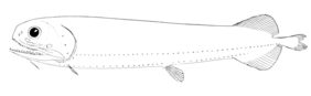 Smalltooth dragonfish