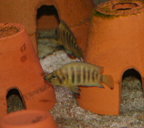 Altolamprologus compressiceps fishing