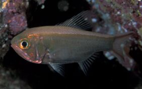 Slender roughy