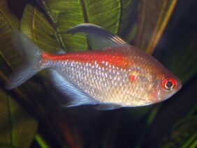 Hyphessobrycon pyrrhonotus fishing