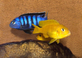 Pseudotropheus saulosi fishing
