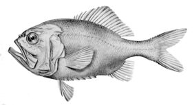 Giant sawbelly