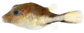Sharpnose puffer