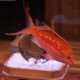 Sacura margaritacea fishing