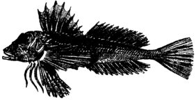 Eastern spiny gurnard