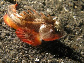 Rouge fish