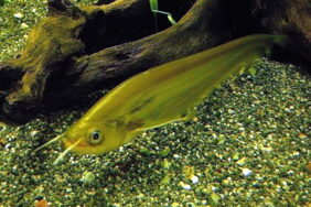 Belodontichthys dinema fishing