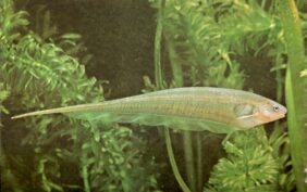 Glass knifefish
