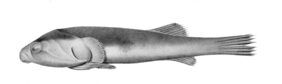 Sicyases sanguineus fishing
