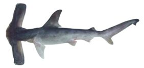Slender hammerhead